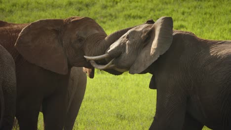 Two-African-elephant-bulls-fighting-in-slow-motion,-locking-their-tusks-together-in-a-rare-display-of-aggression