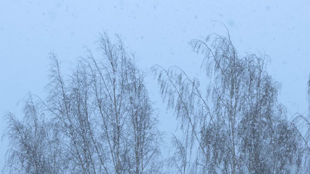 Large snowflakes fall from the sky on birches