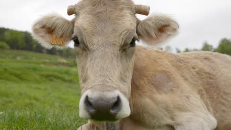 Schönes-Nahaufnahmeporträt-Von-Albera-Kuh,-Die-Komischerweise-Ihre-Eigene-Nase-Leckt---Ländliche-Landwirtschaft-In-Katalonien,-Spanien