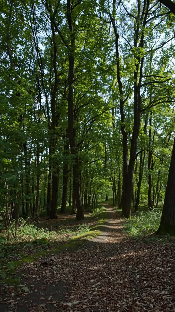 A serene forest path with tall trees captured from a low-angle, perfect for a nature video backdrop