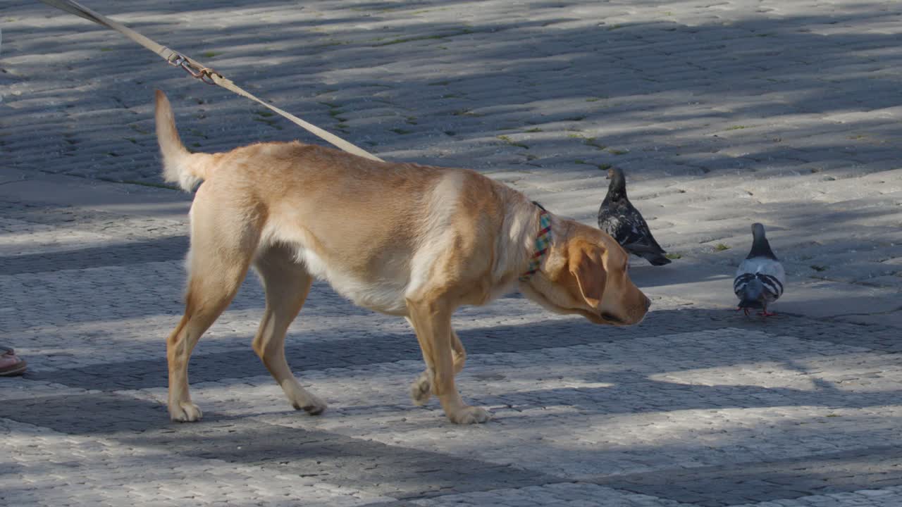 Yellow Labrador Retriever sniffs pavement while walking on leash with owner in daylight Prague