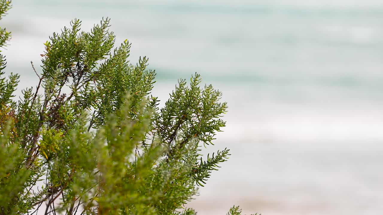 Erica scoparia sways gently in the coastal breeze against a serene ocean backdrop in Ocean Grove, Victoria