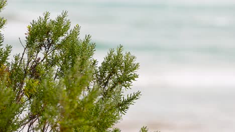 erica scoparia sways gently in the coastal breeze against a serene ocean backdrop in ocean grove, victoria