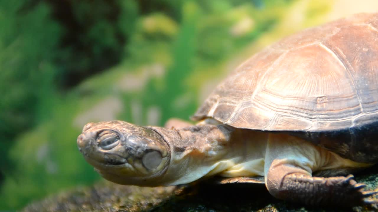 Turtle