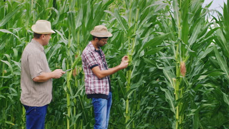 Farmers-work-in-a-field-of-green-corn-1