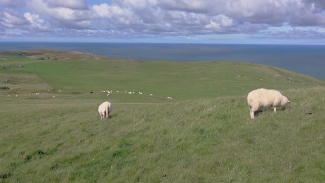 Eine-Schafherde-Weidet-Auf-Der-Grasbewachsenen-Klippe-Mit-Blick-Auf-Das-Blaue-Meer