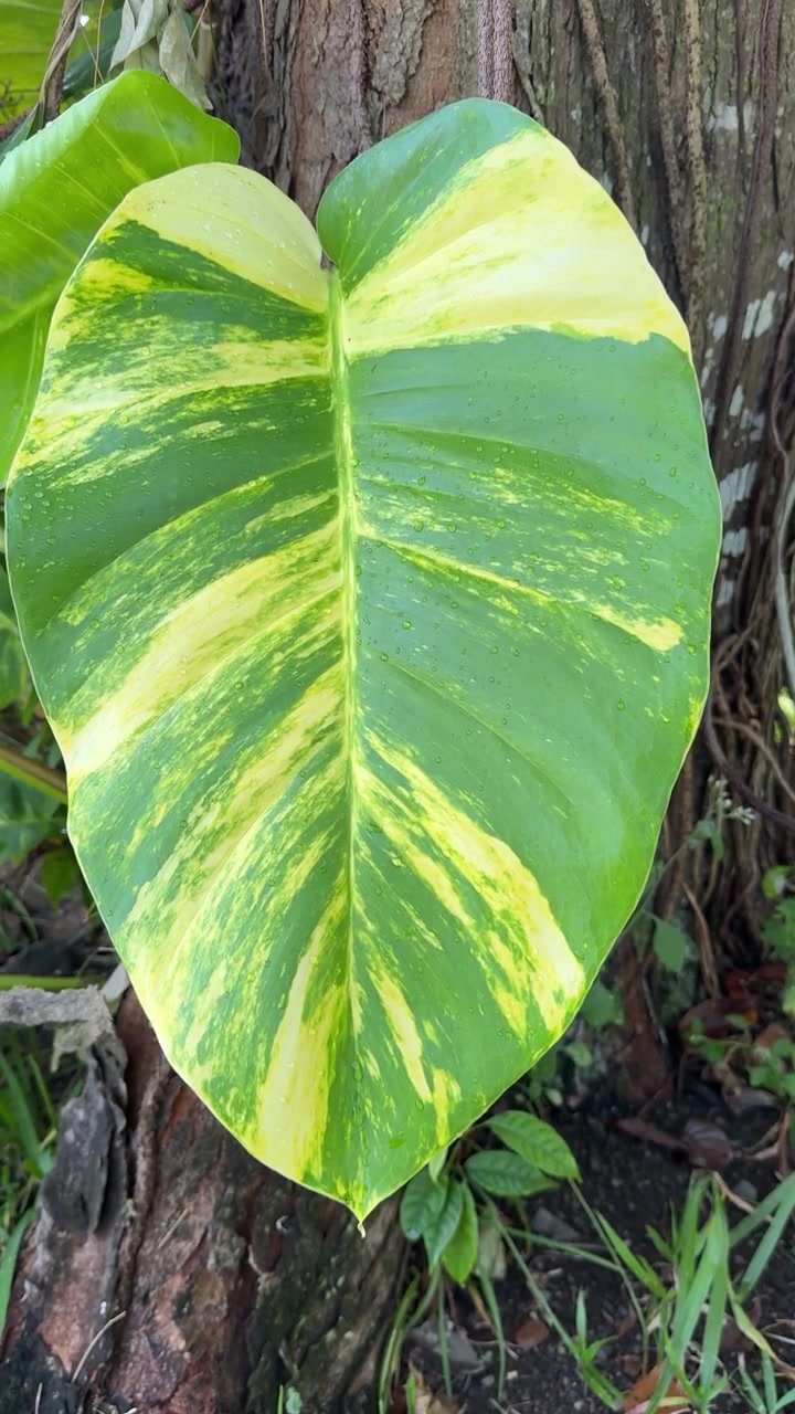 Kirjava Pothos-lehti kasvamassa puunrungolla