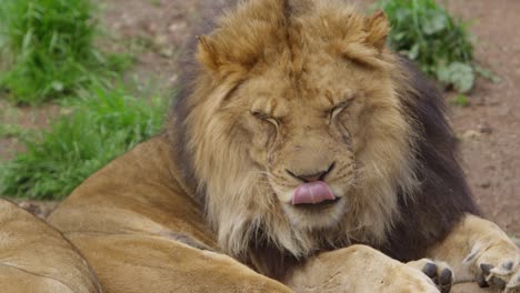 leones machos somnolientos se desplazan de uno a otro bostezando en cámara lenta