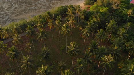 Palmenwald-Am-Morgen,-Droneshot