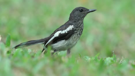 oriental magpie-robin (copsychus saularis) with black and white plumage. selective focus shot