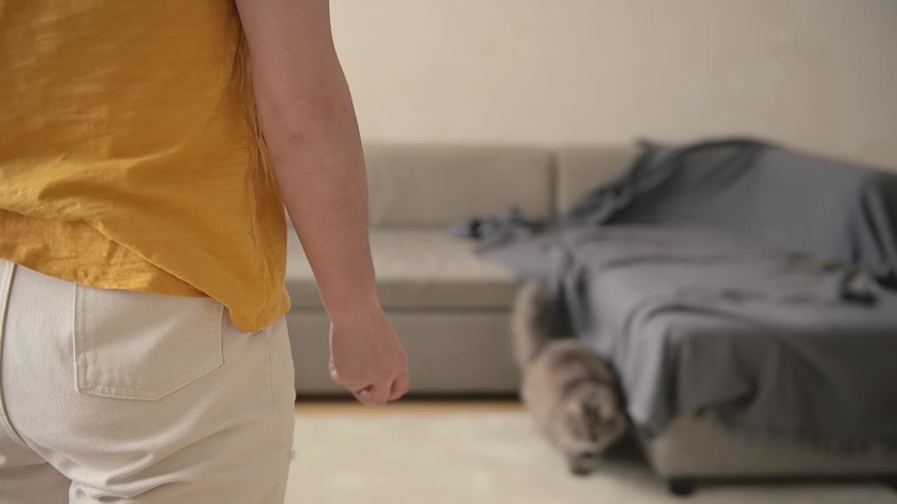 고양이가 공을 잡으려고 소파 위로 점프하는 동안 알아볼 수 없는 주인이 공을 던지는 뒷모습