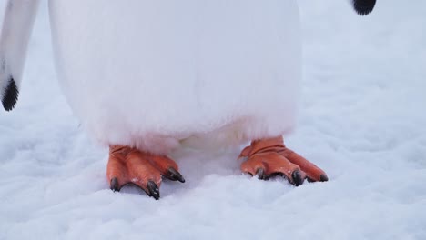 penguin feet close up on snow in antarctica, two feet of gentoo penguin on wildlife and animals nature vacation in antarctic peninsula in snowy conservation area in cold winter scenery