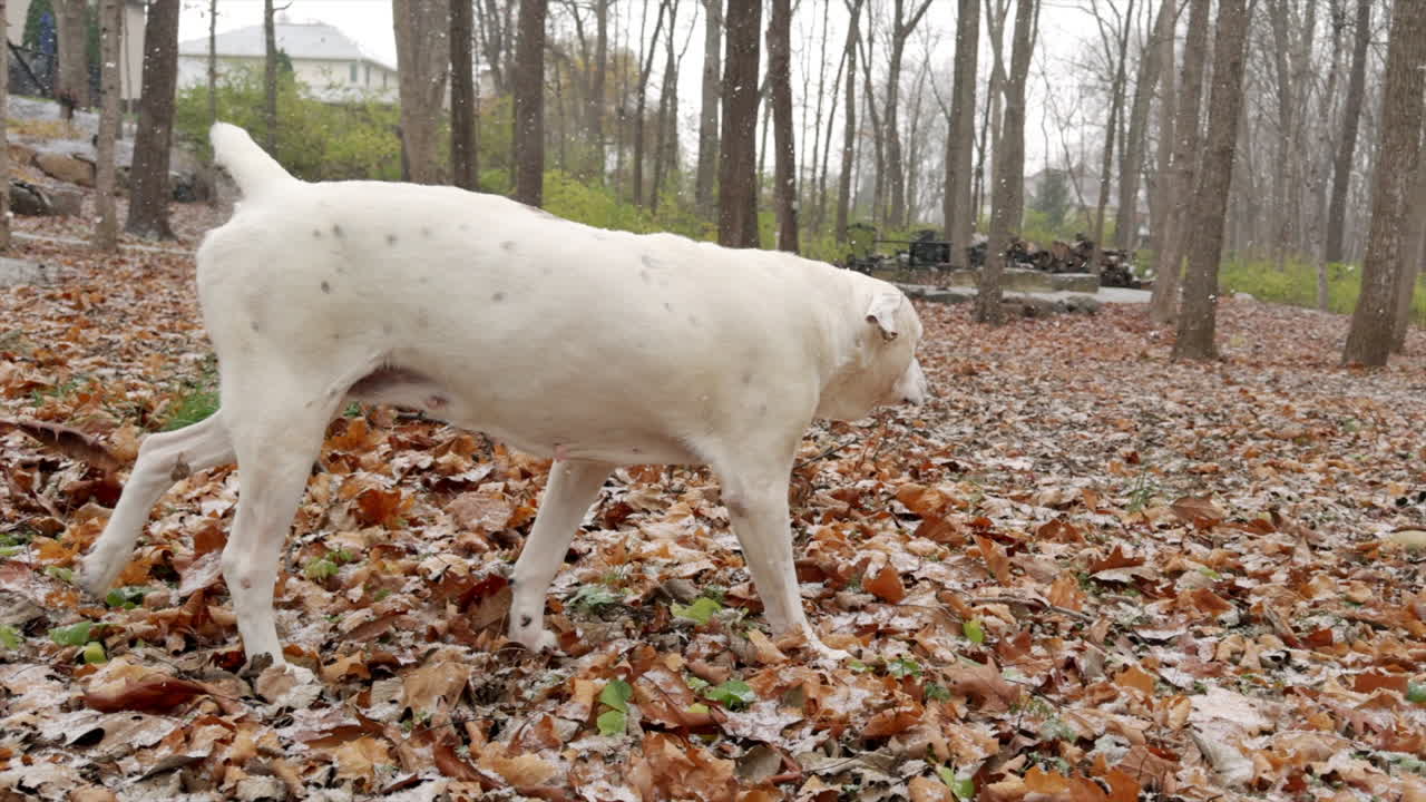 белая собака гуляет в снежном лесу