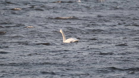 swan swimming in wind and small waves in norway slow motion 4k