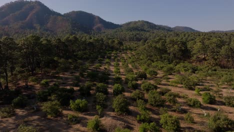 Tiro-De-Dron:-Volando-A-Través-De-árboles-De-Aguacate-En-Una-Granja-De-Aguacate-En-México