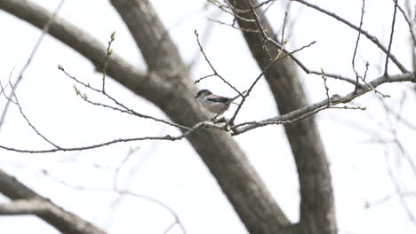 long-tailed tit perching on twigs then flew away in the forest near saitama, japan - low angle, static shot