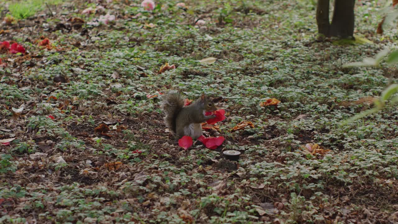 маленькая коричневая американская белка бурундук пушистый хвост прыгает вокруг ест красный цветок садовая мышь грызун арахис орехи летает лазает по кустам сладкая мягкая западная серая отдыхает охотится крошечная одомашненная