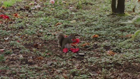 small brown american squirrel chipmunk fluffy tail jumping around eating red flower garden mouse rodent peanut nuts flying climbing bushes sweet soft western gray resting hunting tiny domesticated