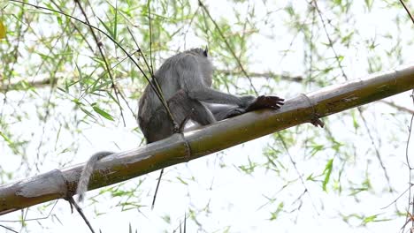 the long-tailed macaques are the easiest monkeys to find in thailand as they are present at temple complexes, national parks, and even villages and cities