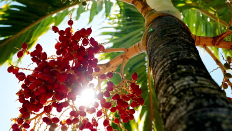 slow motion shot of tropical red berries