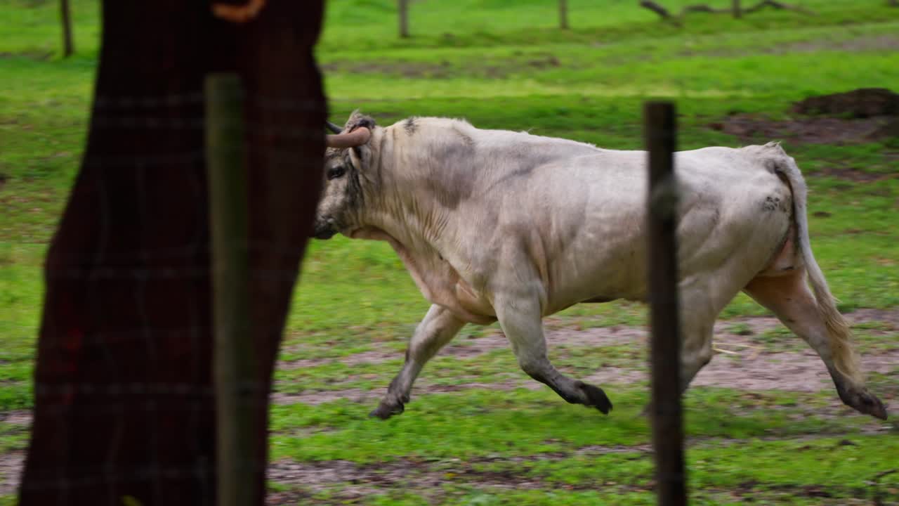 Slowmotion of white muscle bull running around