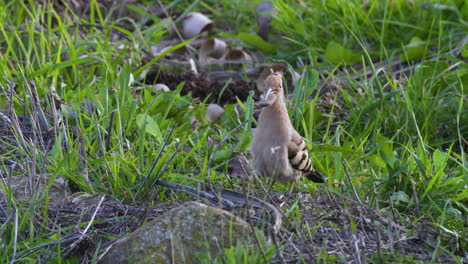 hoopoe-foraging-shot-in-close-up