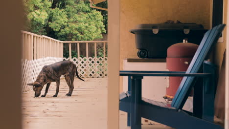 lone dog explores rusty porch, catches scent, smelling wooden boards