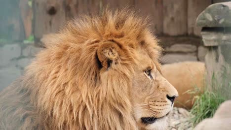 beautiful lion – the king of animals lies in a cage of the zoo – side view