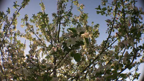 flores blancas en el árbol que sopla la brisa
