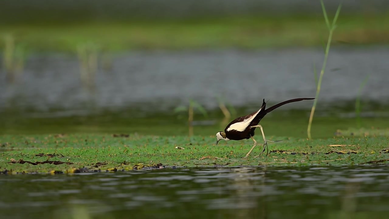 La jacana si equilibra senza sforzo su un denso e piatto letto di foglie verdi di castagna d'acqua e ninfee.