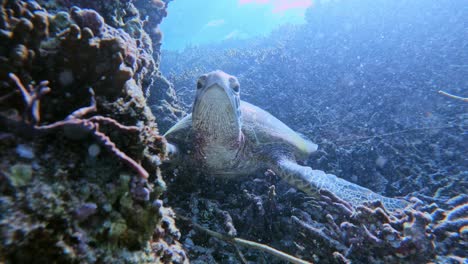 closeup of a sea turtle resting on reef under the tropical blue sea - underwater, front view