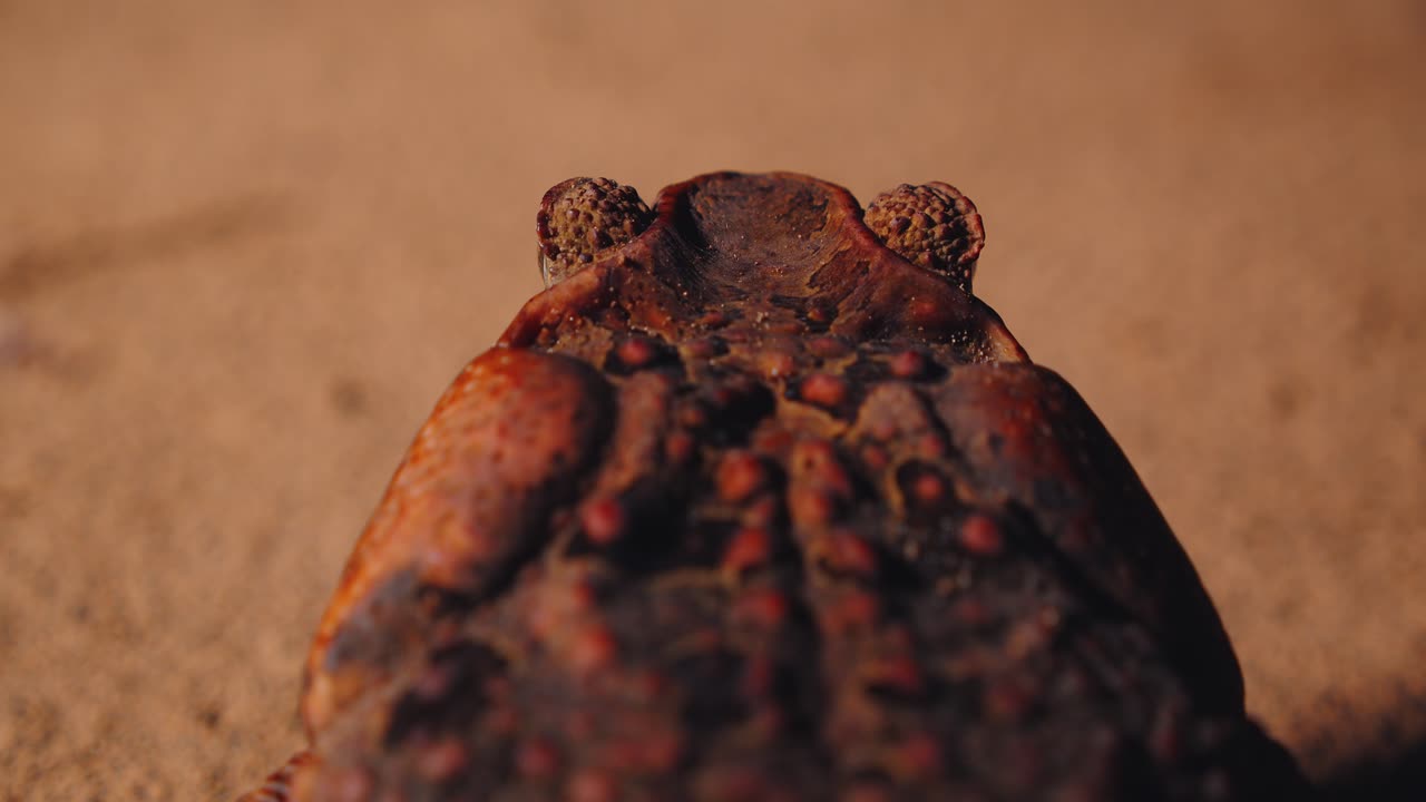 Creeping in from behind over the head of a Cane toad seeing it uneven skin in Peru Amazon Rain forest