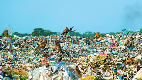 vertedero con águilas aterrizadas en la basura en el sur de asia - contaminación de amplia vista