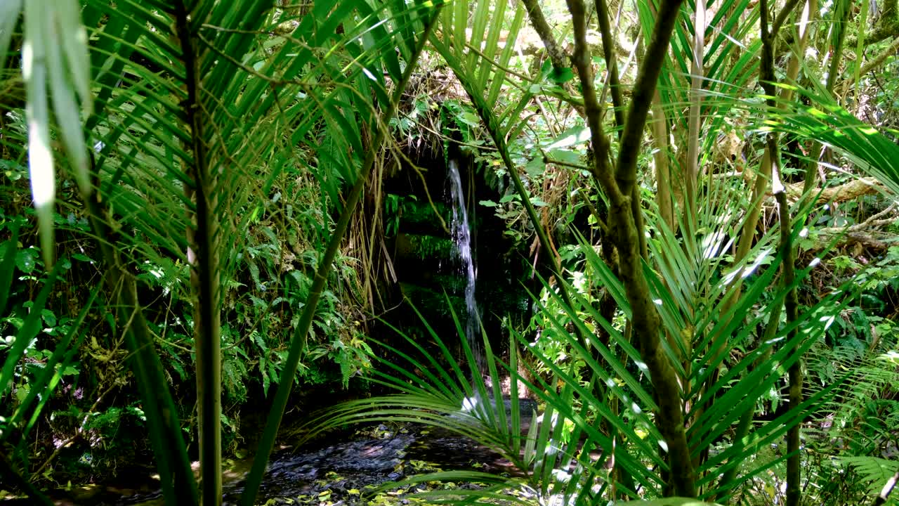 Scenic view glimpse tiny waterfall trickling into freshwater stream through forest plants and trees in Wellington, New Zealand Aotearoa
