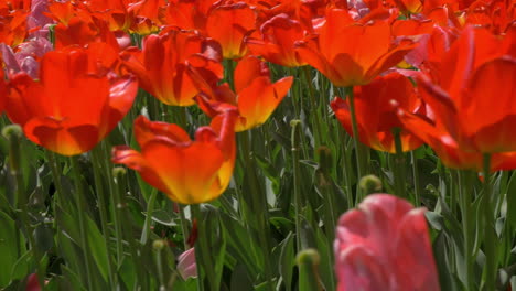 vista de un montón de tulipanes rojos y rosados en el campo