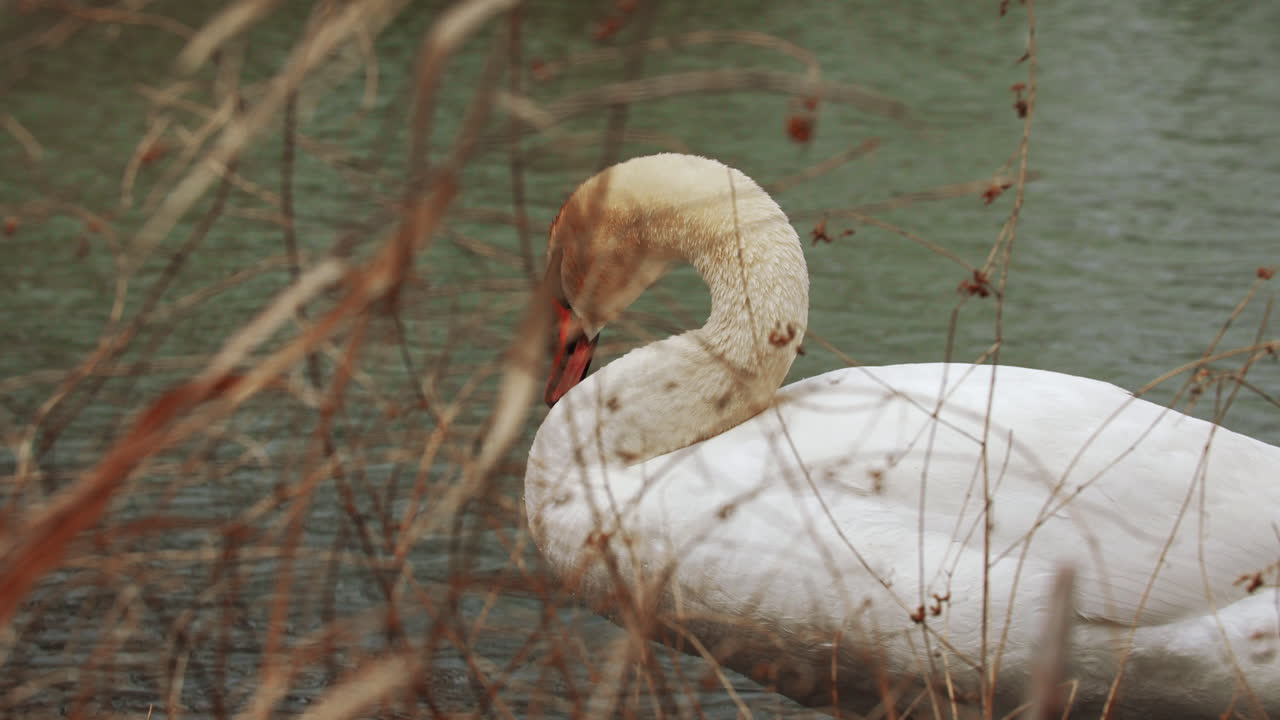 disparo en cámara lenta de un cisne nadando en un pequeño cuerpo de agua, limpiándose y buscando comida