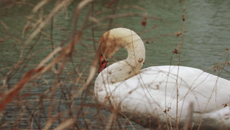 slow motion shot of a swan swimming in a small body of water, cleaning itself and looking for food