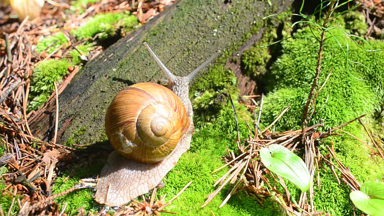 Lumaca nel bosco. Riprese di lumache