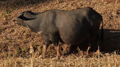 una enorme mama carabao mirando algo y luego se alimenta de hierba seca, búfalo de agua, bubalus bubalis, tailandia