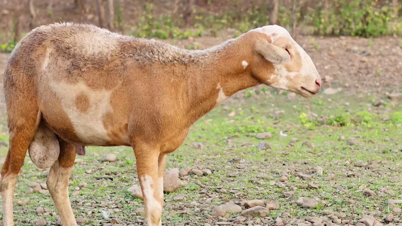 A lone sheep stands in a rocky, grassy area, displaying its woolly coat and calm demeanor.