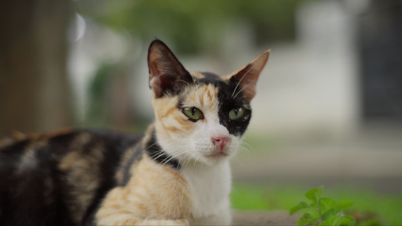 Primo piano di un gatto calico tricolore