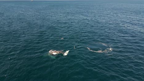 ballenas jorobadas buceando profundamente en el océano desde la superficie del océano