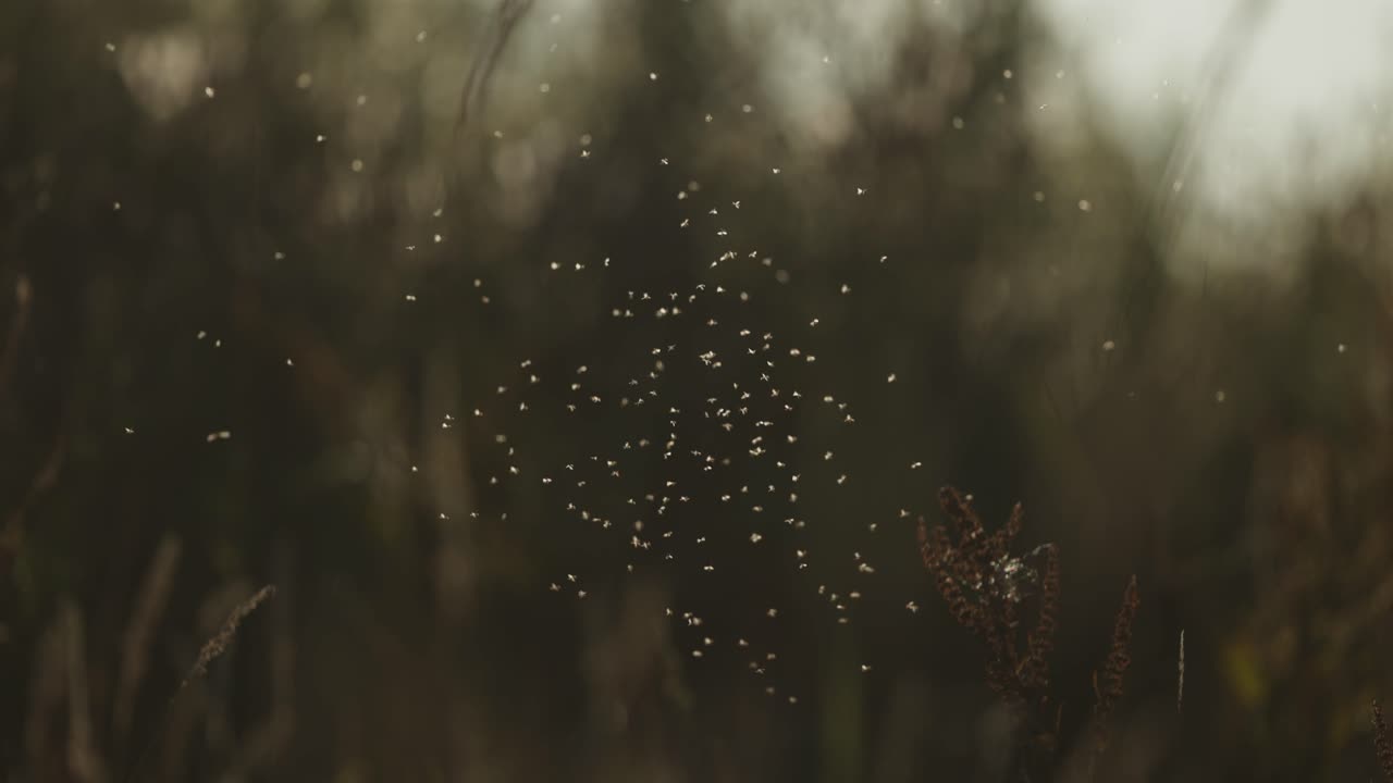 Swarm of summer bugs hovering in air above vegetation in meadow