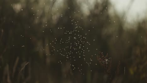 swarm of summer bugs hovering in air above vegetation in meadow
