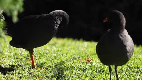 two ducks interacting on grassy area