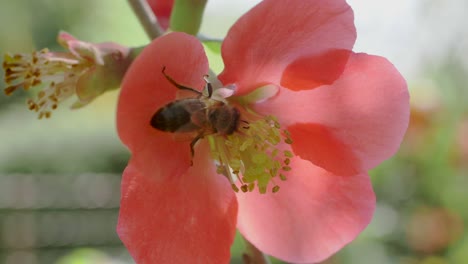 bee digging into japanese quince flower to get nectar, slow motion