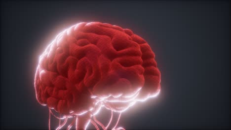 animated-model-of-human-brain