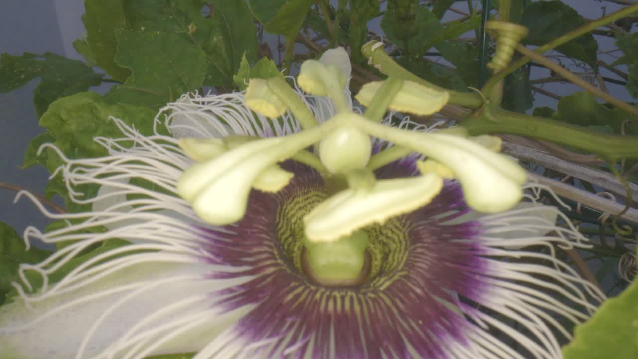 Passiflora Edulis, Passion Fruit Blossom, Pan-Dolly Out Shot
