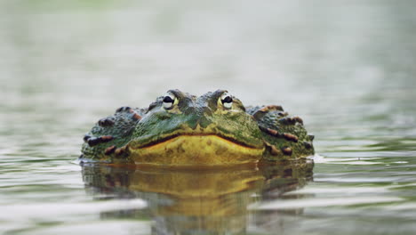 close up of bullfrog looking at camera, still in the water