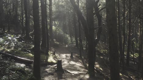 Ein-Dunkler-Oregon-Küstenwald-Mit-Leuchtenden-Lichtstrahlen